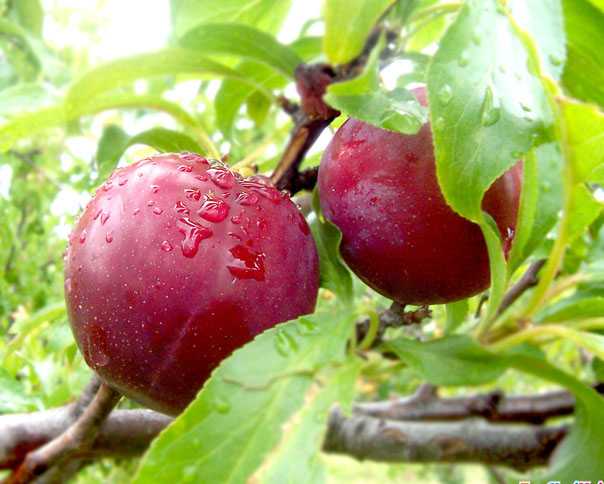 Giải độc, thanh nhiệt, dưỡng nhan nhờ mận
